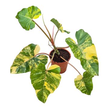 Philodendron x domesticum 'Variegata'