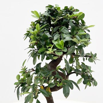 Pyracantha angustifolia