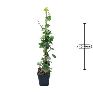 Hedera hibernica