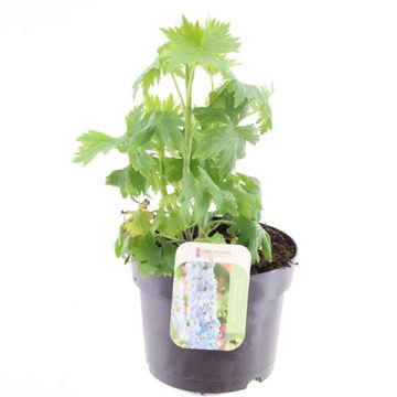 Delphinium 'Magic Fountains Sky Blue White Bee'