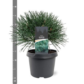 Pinus sylvestris 'Martham'