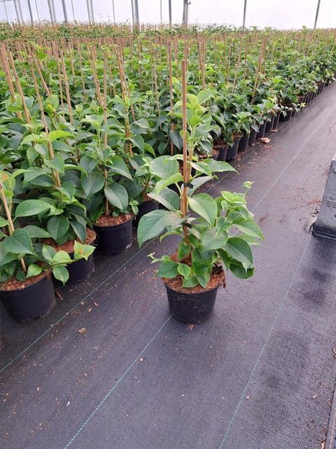 Hydrangea SEMIOLA