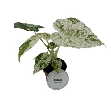 Alocasia macrorrhizos 'Splash'
