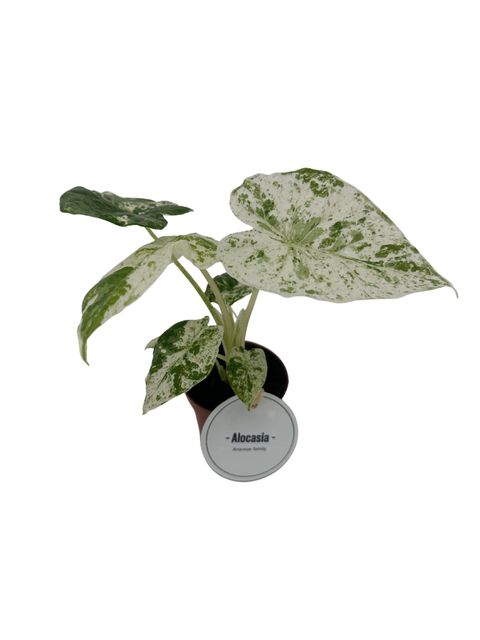 Alocasia macrorrhizos 'Splash'