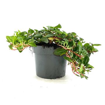 Persicaria affinis 'Darjeeling Red'