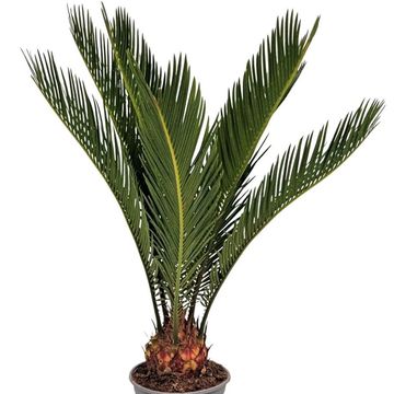 Cycas revoluta
