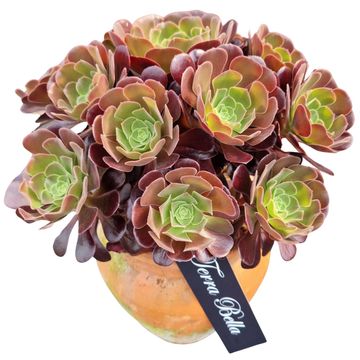 Aeonium arboreum 'Velours'