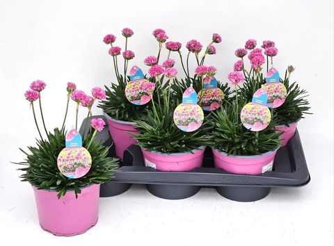 Armeria pseudarmeria DREAMERIA DAYDREAM