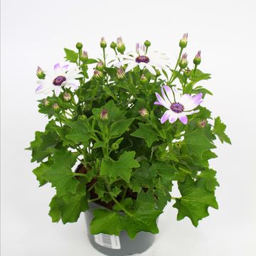 Pericallis SENETTI PINK BICOLOR