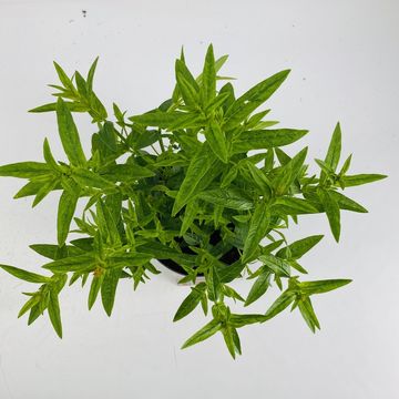 Lythrum salicaria 'Robert'