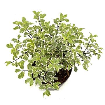 Pittosporum tenuifolium 'Variegatum'