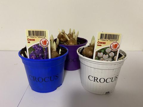 Crocus MIX