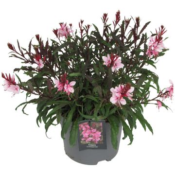 Gaura lindheimeri 'Flamingo Pink'