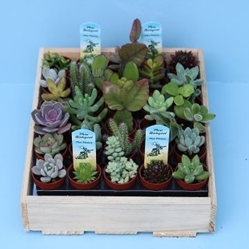 Succulenten MIX