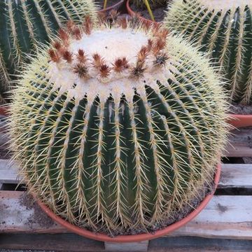 Echinocactus grusonii