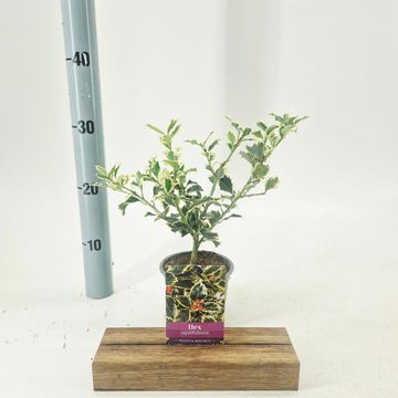 Ilex aquifolium 'Argentea Marginata'