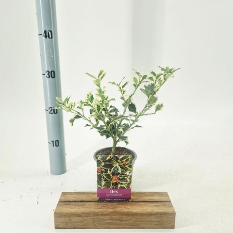 Ilex aquifolium 'Argentea Marginata'
