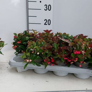 Gaultheria procumbens