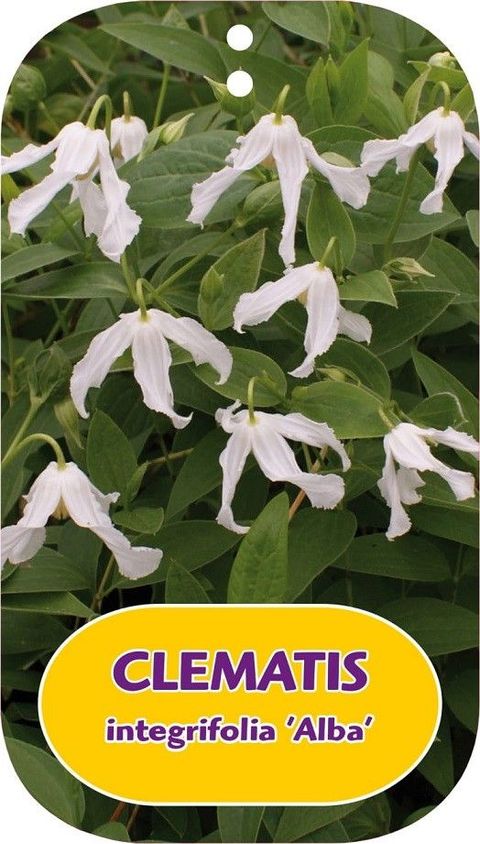 Clematis integrifolia 'Alba'