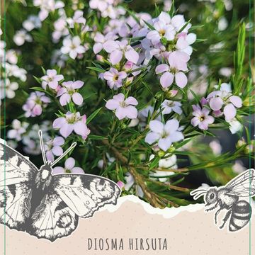 Diosma hirsuta 'Pink Fountain'