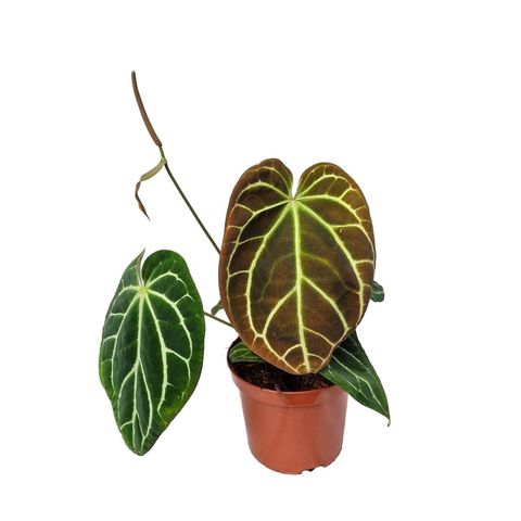 Anthurium AMBER LIGHTNING