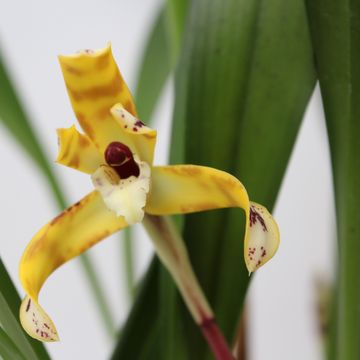 Maxillaria picta