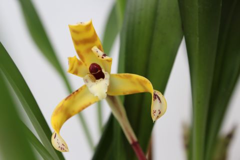 Maxillaria picta