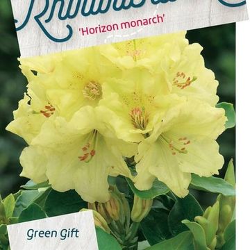 Rhododendron 'Horizon Monarch'