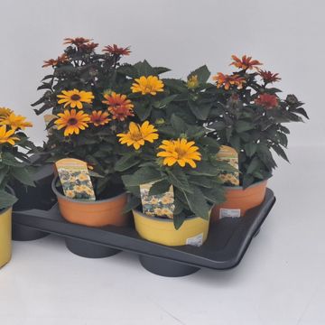 Heliopsis helianthoides 'Sole Scuro'
