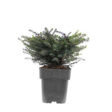 Picea omorika 'Karel'