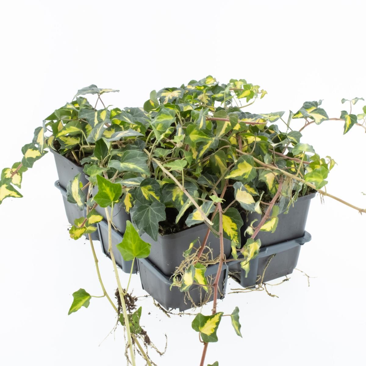4x - Hedera helix 'Goldheart' - ↨65cm - Ø15 main image 1