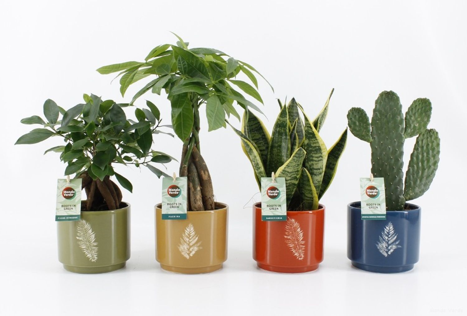 houseplants-mix-plant-wholesale-floraccess