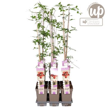 Clematis 'Vitiwester'