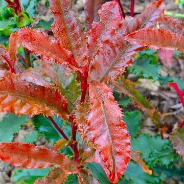 Photinia serratifolia CRUNCHY