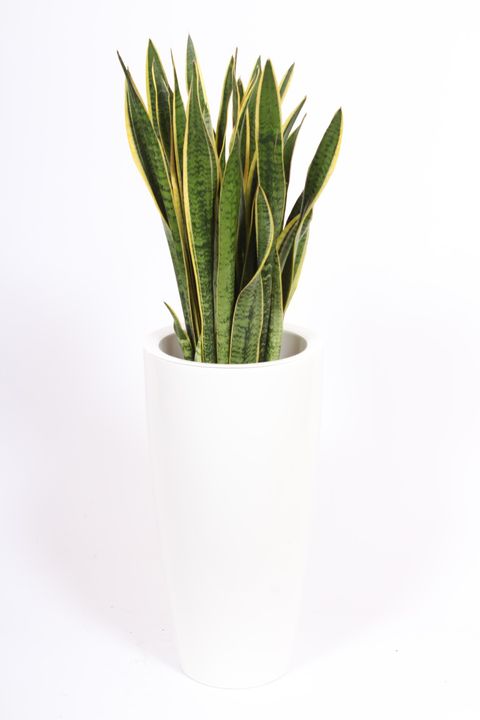 Sansevieria trifasciata 'Laurentii'