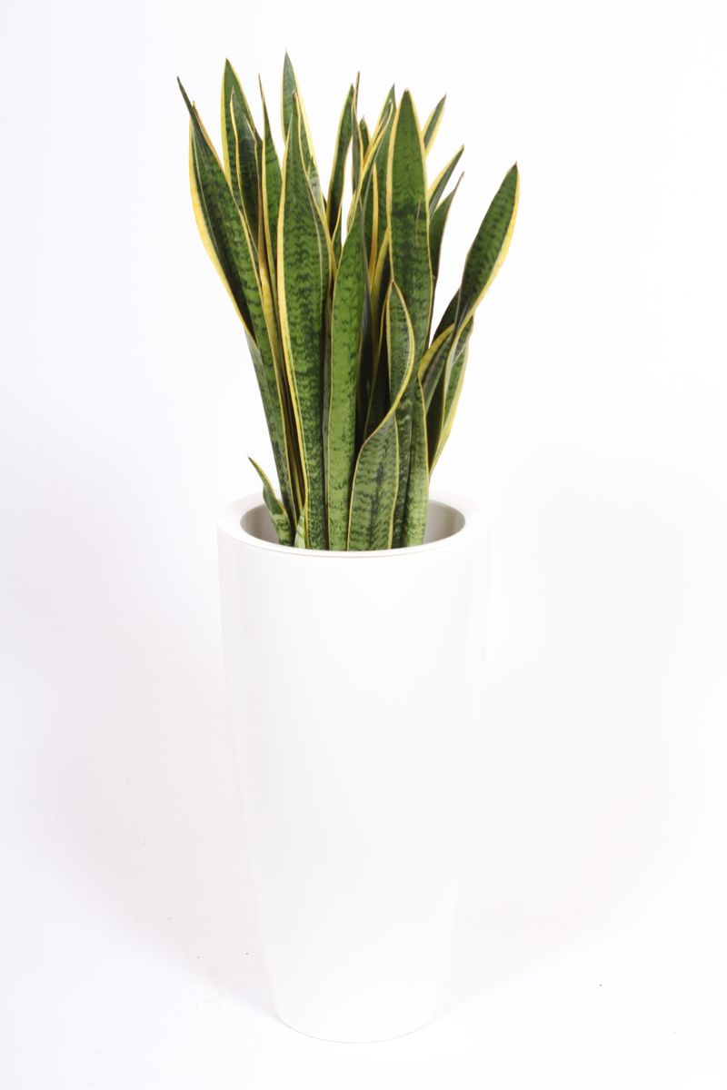 Sansevieria Trifasciata Laurentii — Plant Wholesale Floraccess 