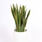 Sansevieria trifasciata 'Laurentii'