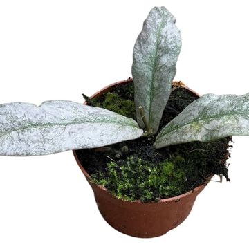 Hoya mitrata 'Silver'