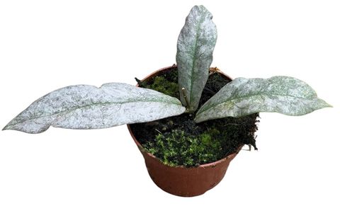 Hoya mitrata 'Silver'