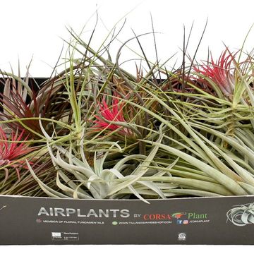 Tillandsia MIX