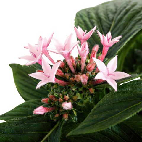 Pentas lanceolata STARCLUSTER ROSE