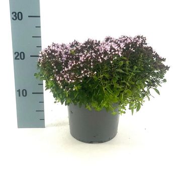 Origanum vulgare 'Compactum'
