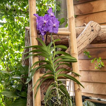 Vanda NEW BLUE