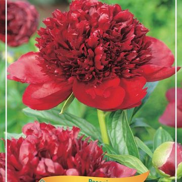 Paeonia 'Red Magic'