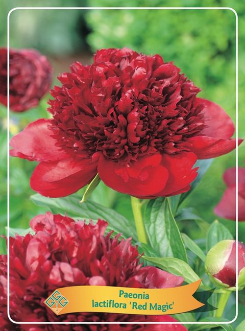 Paeonia 'Red Magic' — Plant Wholesale FlorAccess