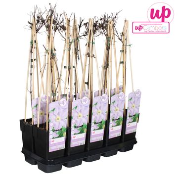 Clematis 'Blekitny Aniol' (LL)