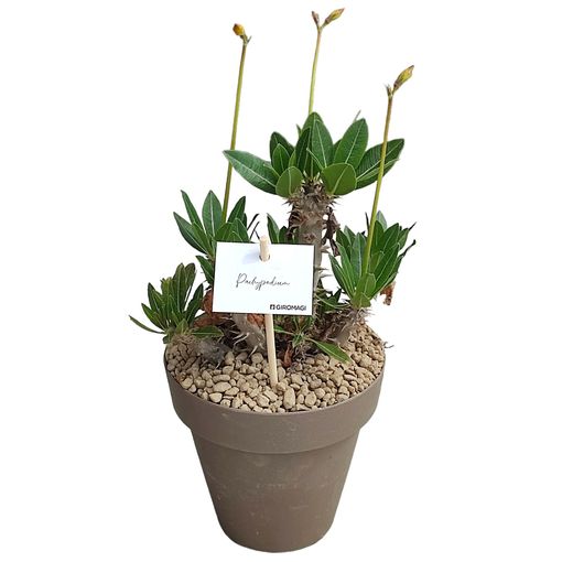 Pachypodium horombense