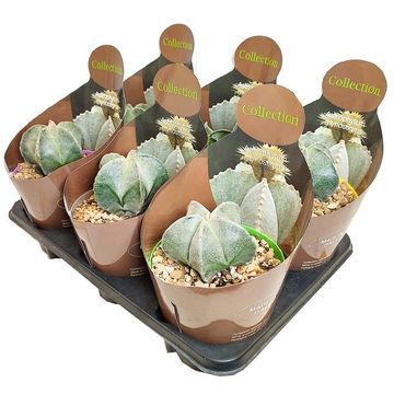 Astrophytum capricorne senile