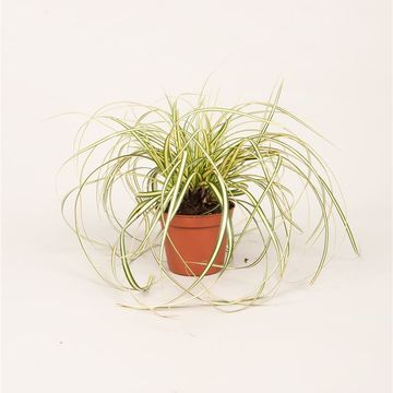 Carex oshimensis 'Evergold'