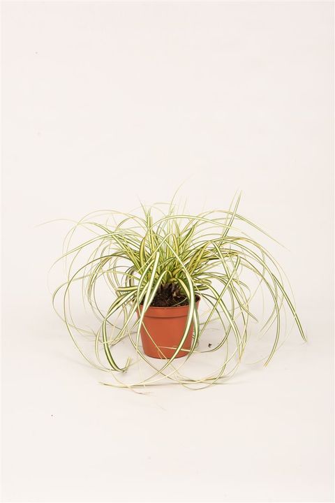 Carex oshimensis 'Evergold'